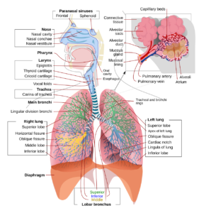 Pulmonology Department