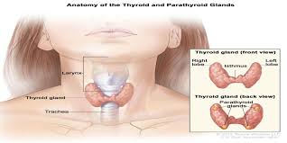 Endocrine Surgery