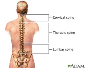 Spine