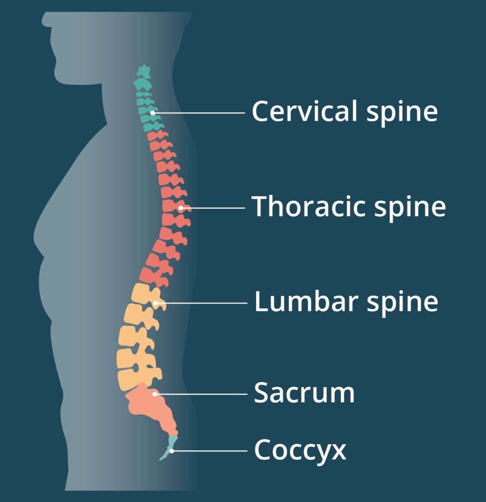 Spine Specialist